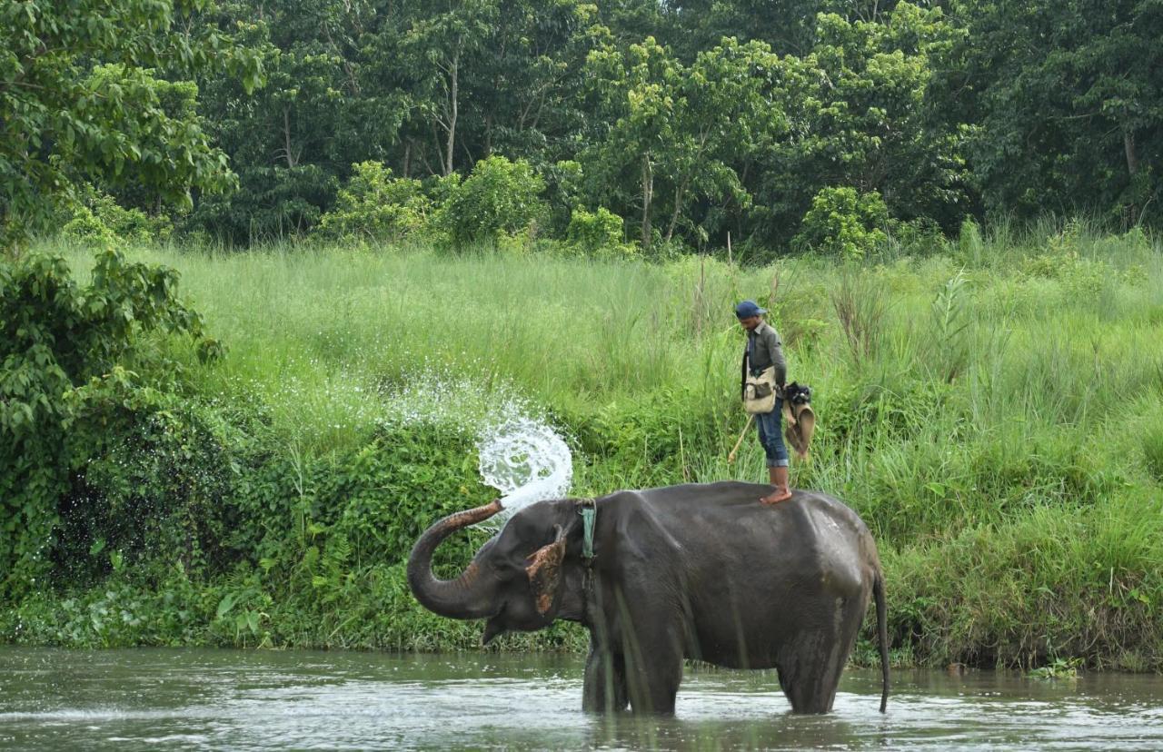 Eden Jungle Resort Sauraha Exterior photo