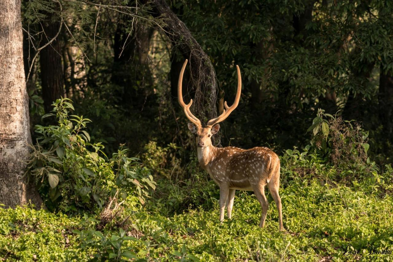 Eden Jungle Resort Sauraha Exterior photo